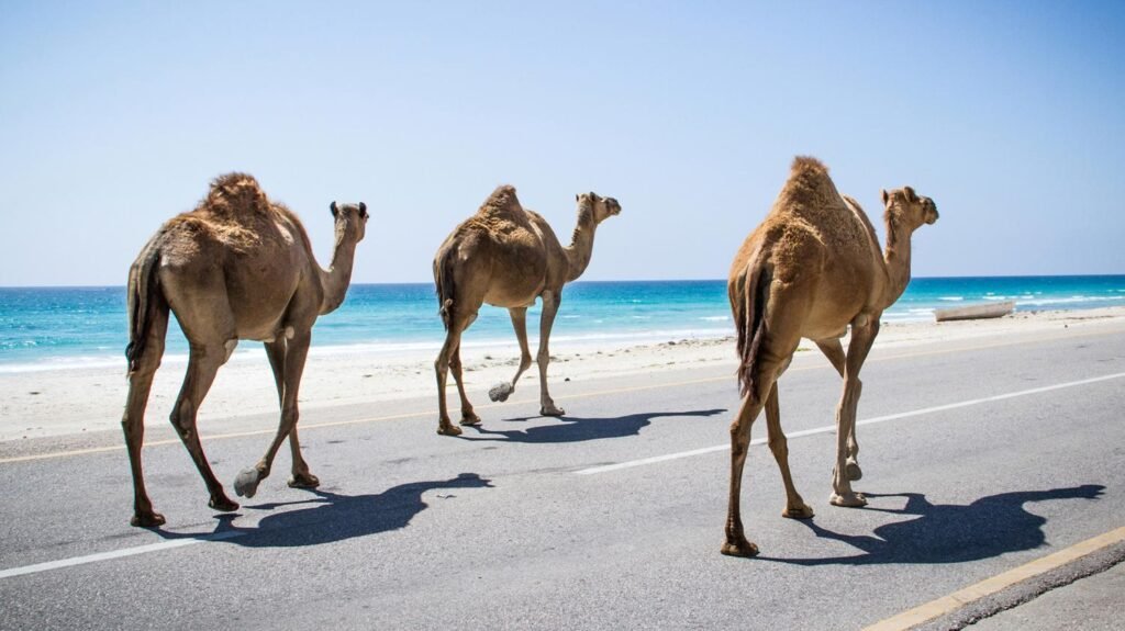 Angola vai importar camelos vindos dos Emirados Árabes Unidos Angola vai importar camelos vindos dos Emirados Árabes Unidos