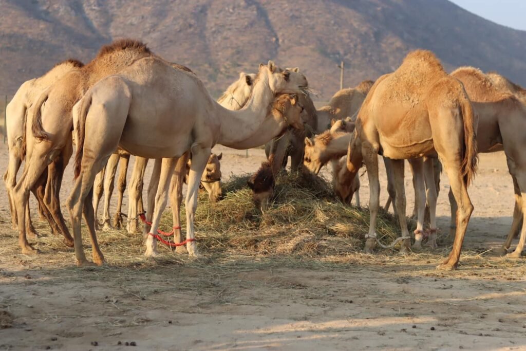 Governo do Namibe desmente notícias sobre a morte dos camelos vindos dos Emirados Árabes Unidos